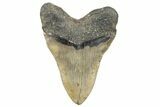 Bargain, Fossil Megalodon Tooth - North Carolina #270753-2
